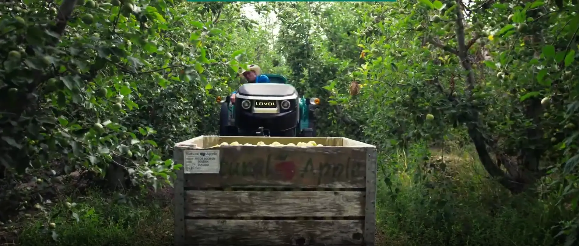 LOVOL F4000 Orchard Tractor Navigating Orchard Rows